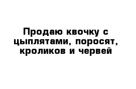 Продаю квочку с цыплятами, поросят, кроликов и червей